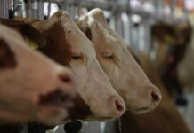 IW sieht "Bauern-Soli" kritisch