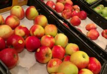 Ungünstige Witterungsverhältnisse sorgen für schlechte Apfelernte