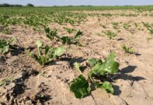 Landwirtschaftsminister aus 65 Staaten wollen Hunger bekämpfen