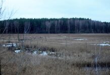 Landkreise für Transformationsfonds zur Wiedervernässung der Moore