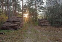 Reform des Waldgesetzes droht am Widerstand der FDP zu scheitern