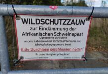 Schweinepest-Sperrzone in Brandenburg weiter verkleinert