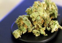 SPD und Union kritisieren boomendes Geschäft mit Cannabis auf Rezept