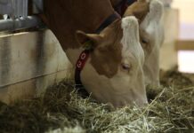 USA: Experten besorgt über Ausbreitung der Vogelgrippe bei Kühen