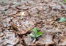 Ethikrat stellt Empfehlungen für Klimagerechtigkeit vor