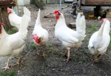 Eierproduktion in Deutschland von Bodenhaltung dominiert