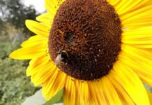 Wetterdienst bilanziert Sommer mit Hitzewellen und nassem Juli