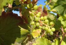 Bauernpräsident rechnet mit gutem Weinjahrgang