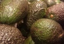 Importe von Avocados seit 2013 mehr als verfünffacht