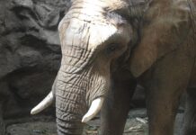 Botswana will für Deutschland bestimmte Elefanten töten