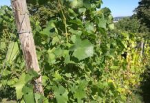 Özdemir fordert von EU-Kommission schnelle Hilfen für Weinsektor