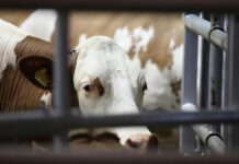 Virologin: H5N1-Infektionswelle unter US-Rindern außer Kontrolle