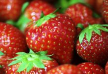 VdK dringt auf Bürgergeld-Erhöhung wegen Erdbeer-Rekordpreisen