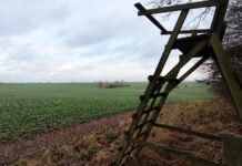 Tierschutzbund kritisiert geplante Freigabe der Wolfsjagd scharf