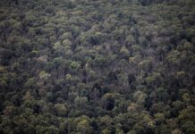 Naturverbände: Wald vermüllt immer mehr