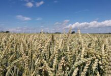 Bauernverband erwartet stark unterdurchschnittliche Getreideernte