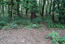 Waldbesitzer rufen wegen Hitze zur Vorsicht auf