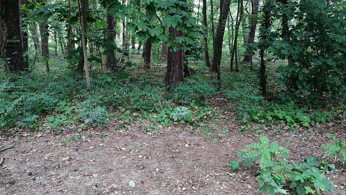 Waldbesitzer rufen wegen Hitze zur Vorsicht auf