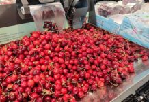 Zweitniedrigste Kirschenernte der vergangenen zehn Jahre