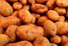 Bauernpräsident fürchtet erhebliche Ernteausfälle bei Kartoffeln