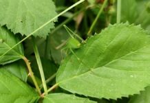 Grüne warnen vor wirtschaftlichen Folgen sinkender Biodiversität