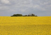 Parkinson durch Pestizide: Tausende Verdachtsfälle in Überprüfung