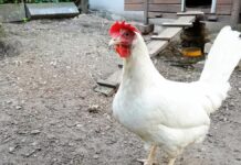 Vogelgrippe: Branchenverbände erwarten Eierknappheit