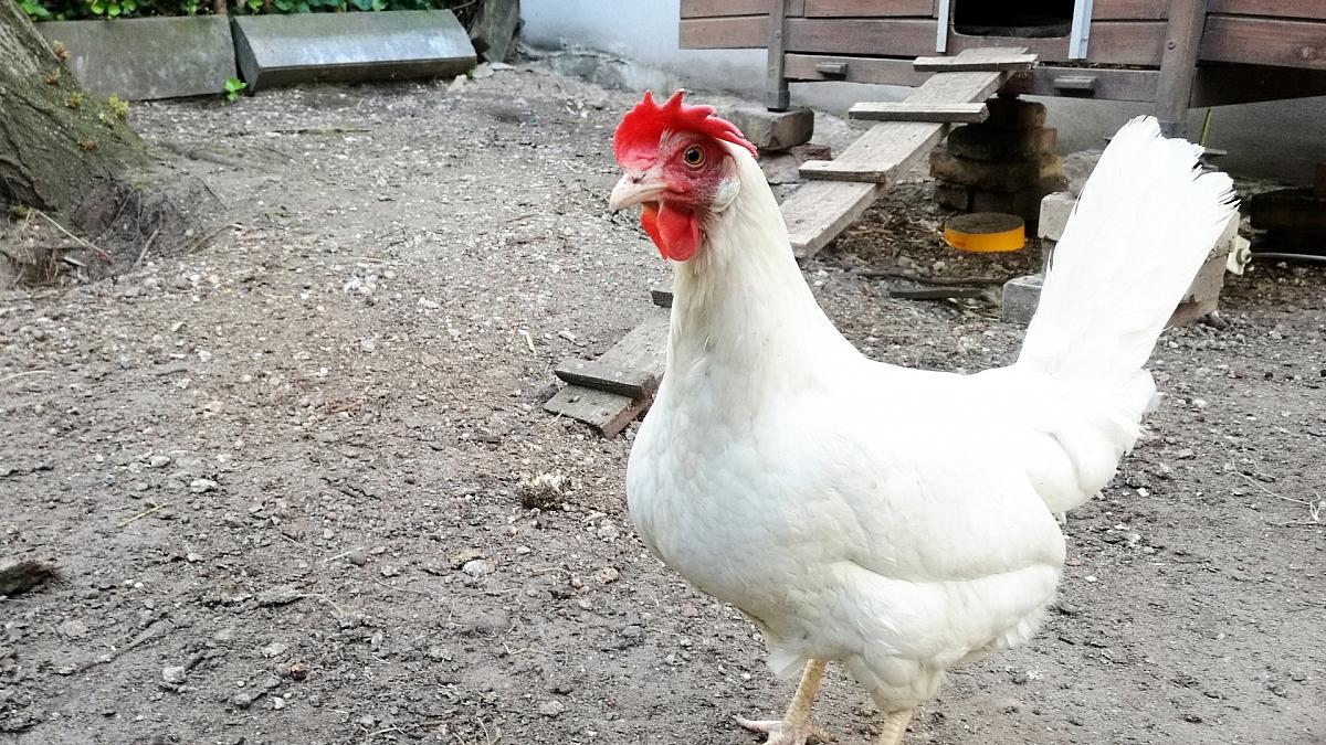 Vogelgrippe: Branchenverbände erwarten Eierknappheit