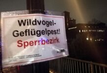 Geflügelpest im Landkreis Wittenberg bestätigt