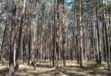 Waldbesitzer warnen vor akut hoher Waldbrandgefahr