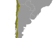 Starkes Seebeben im Meer Hoces – Tsunami an Küste Chiles möglich Starkes Seebeben im Meer Hoces - Tsunami an Küste Chiles möglich