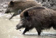 Verdacht auf Afrikanische Schweinepest in NRW