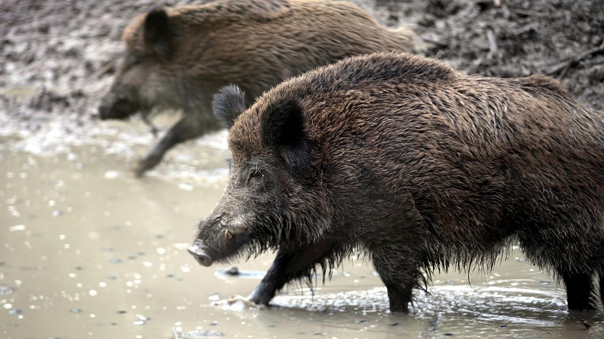 Verdacht auf Afrikanische Schweinepest in NRW