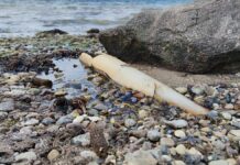 Macron und Schneider wollen internationalen Einsatz für Meeresschutz