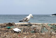 Umweltminister mahnt vor UN-Konferenz zu verstärktem Meeresschutz
