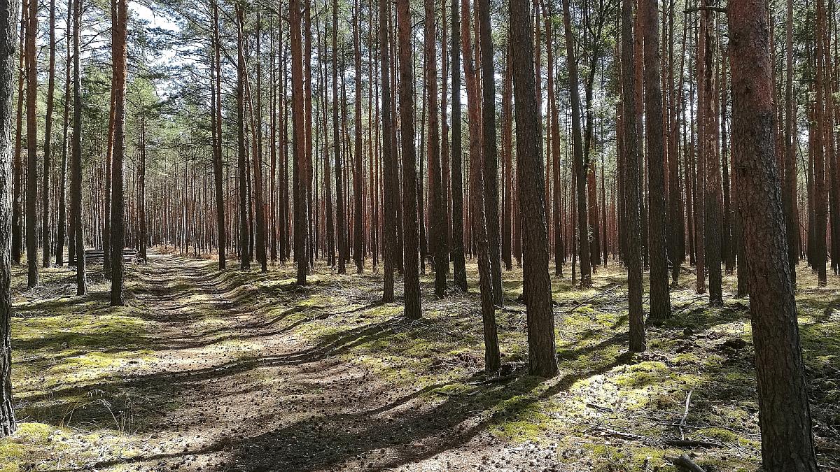 Zustand der Wälder weiter besorgniserregend