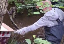 Schleswig-Holstein: Drei Meter lange Anakonda in Bachlauf gefunden