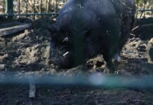 Zahl der schweinehaltenden Betriebe geht weiter zurück