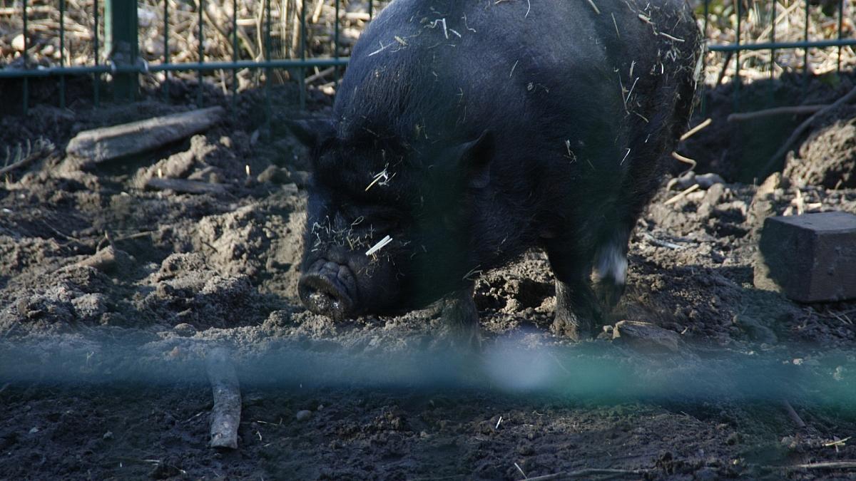Zahl der schweinehaltenden Betriebe geht weiter zurück