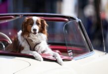 Veterinäre fordern Haustierführerschein für Privatpersonen