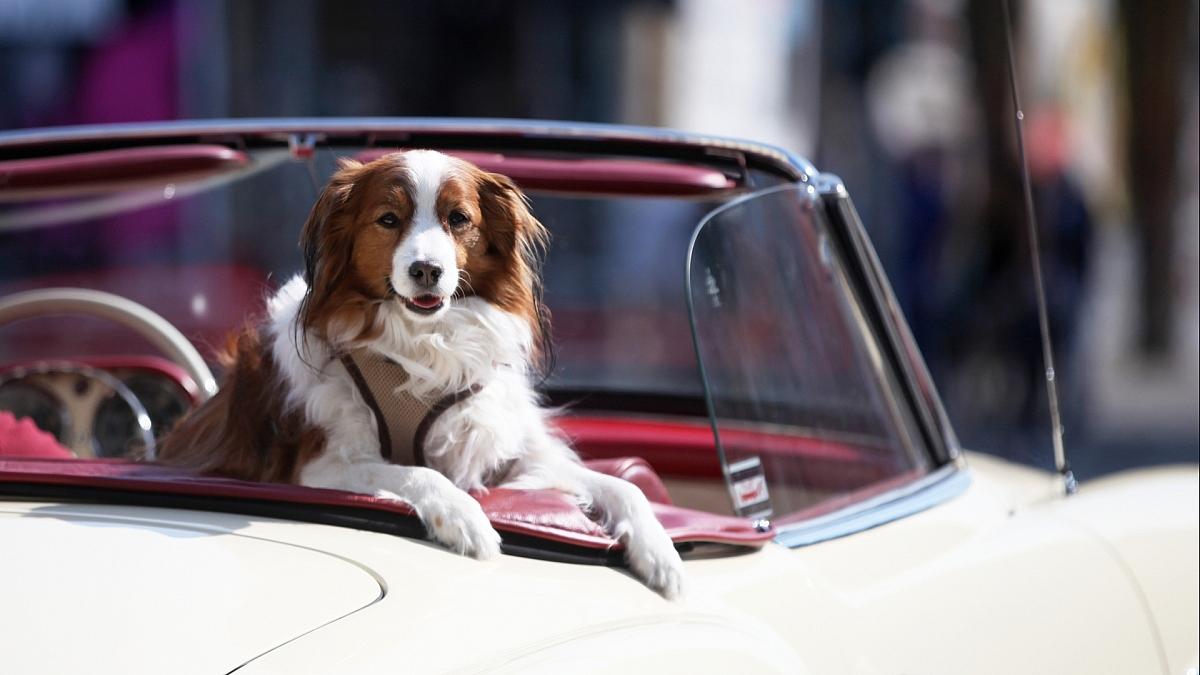 Tierschutzbeauftragte will private Hundezucht regulieren