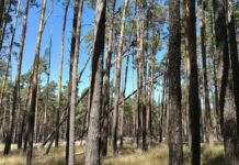 Umweltstaatssekretär sieht Klimaanpassung als "Gemeinschaftsaufgabe"