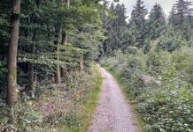 Studie: Artenvielfalt im Wald schützt nicht automatisch vor Dürre