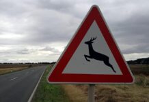 Jagdverband: Jeden Wildunfall der Polizei melden