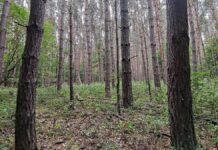 Baumschulfläche sinkt deutlich – rund elf Prozent weniger Betriebe