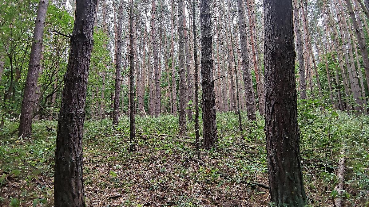 dts_image_64587_mnbffrjjtp_371_1200_675.jpg Baumschulfläche sinkt deutlich - rund elf Prozent weniger Betriebe