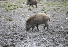 ASP-Sperrzone II in Sachsen vollständig aufgehoben