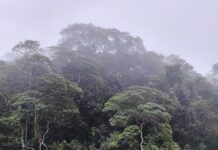 Schneider verteidigt Fehlen konkreter Summe zum Tropenwald-Fonds