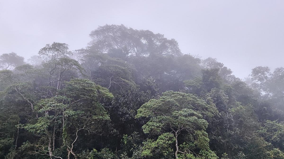 Schneider verteidigt Fehlen konkreter Summe zum Tropenwald-Fonds