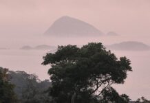 Deutschland stellt eine Milliarde für Tropenfonds bereit